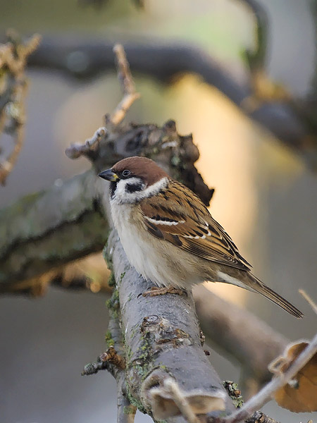 Pikkuvarpunen, Eurasian Tree Sparrow, Passer montanus